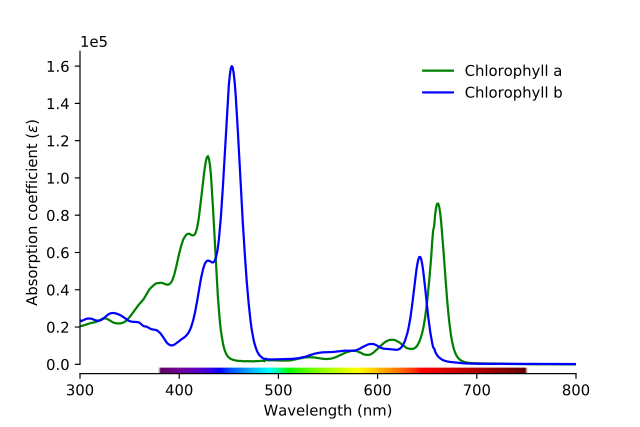 chlorophyl absorption spectrum