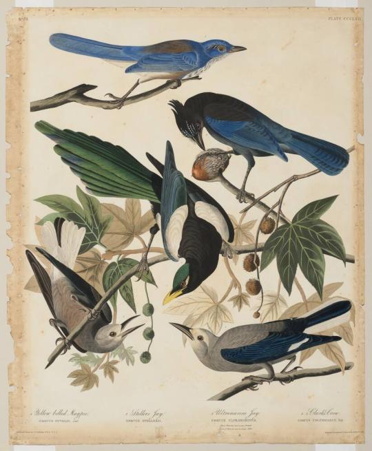 Audubon's 4 birds