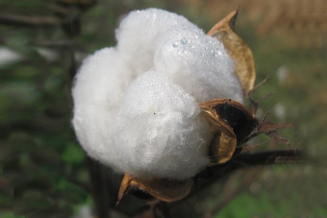 Balls of cotton