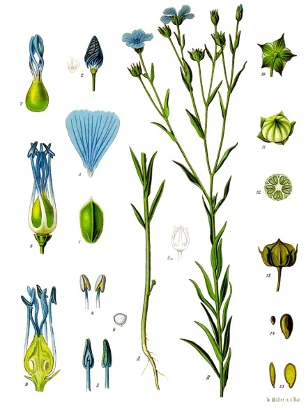 Flax plant