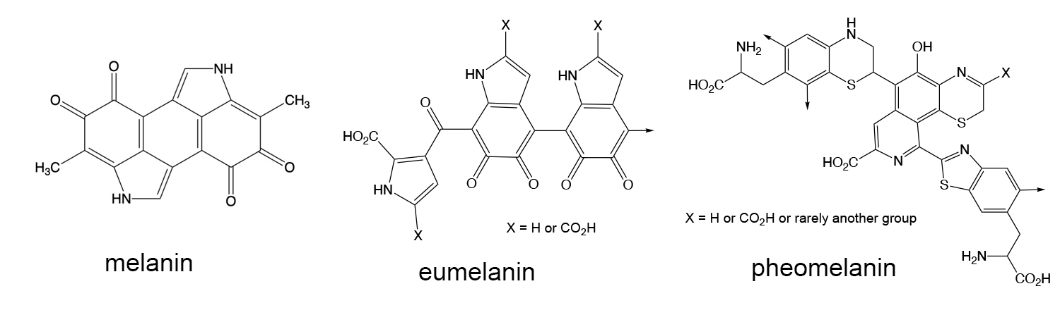 The structure of melanin, eumelanin and pheomelanin