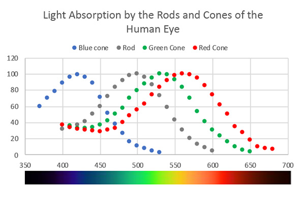 Absorption by rods and cones in the human eye.
