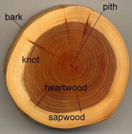 Taxus wood